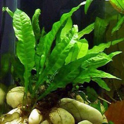 Akvarijní rostliny eshop