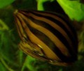 NERITINA_NATALENSIS_ZEBRA543cfea9b7f25