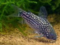 Corydoras Elegans5183d4605e611