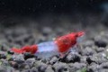 Neocaridina Red Rilli579708cb05209