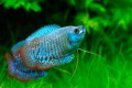 Colisa lalia Blue 15c2a76d592c28