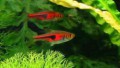 Rasbora espei5c2a882d34c09