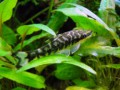 Otocinclus Zebra5c2a8903efc83