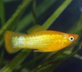 Poecilia Shenops Gold Molly5c2a90b0cafd7