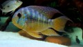 Geophagus Balzani5c5f0d8567a62