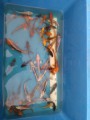 Koi 10-15cm Grade AA+5eb79f75c0767