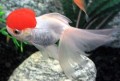 Carasius Auratus Red Cap Oranda658b01bc41203