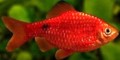 Barbus Conchonius Super red Neon658bd27a826f3