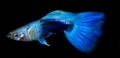 Poecilia Reticulata Blue Neon658c9a8860e37