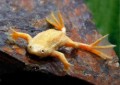 Hymenochyrus Boettgeri Albino66f1a3b89296b
