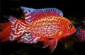 Aulonocara Fire Fish66f1af3e1383e