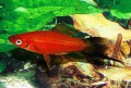 Xiphophorus Helleri WG521f057edcd6a