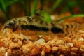 Corydoras habrosus53cb73ef4b336