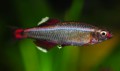 Tanichthys albonubes5183a1817a43a