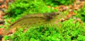 Caridina-japonica53cb79b8f3d8c