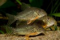 Corydoras Sterbai53cb97ec5f3f5