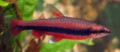 Nannostomus-Beckfordi-0153cb9a9f9970e