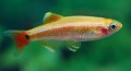 Tanichthys albonubes Gold5183a4c5a0f75