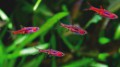 Rasbora Uropthalmoides53cba0949c00b