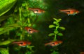 Rasbora Hengeli53cba200ea5a5