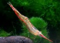 Caridina Pinokio Red Nose53cba43d6088e