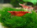 Neocaridina heteropoda Red Cherry53cba503275c1