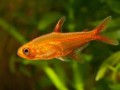 Hyphessobrycon Amandae53f9967055f38