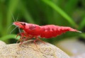 Neocaridina-heteropoda-var_-red-Fire-red53f99c21794ce