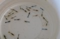 Neocaridina sp.Black Rilli53f99e2c5bfad