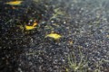 neocaridina sp.yellow cherry53f9a4159fab0