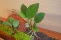 Anubias Barteri var.Barteri54324588edc8d